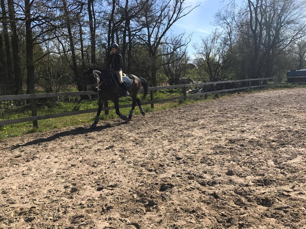 Anden særlig race Nanna Zickora billede 17