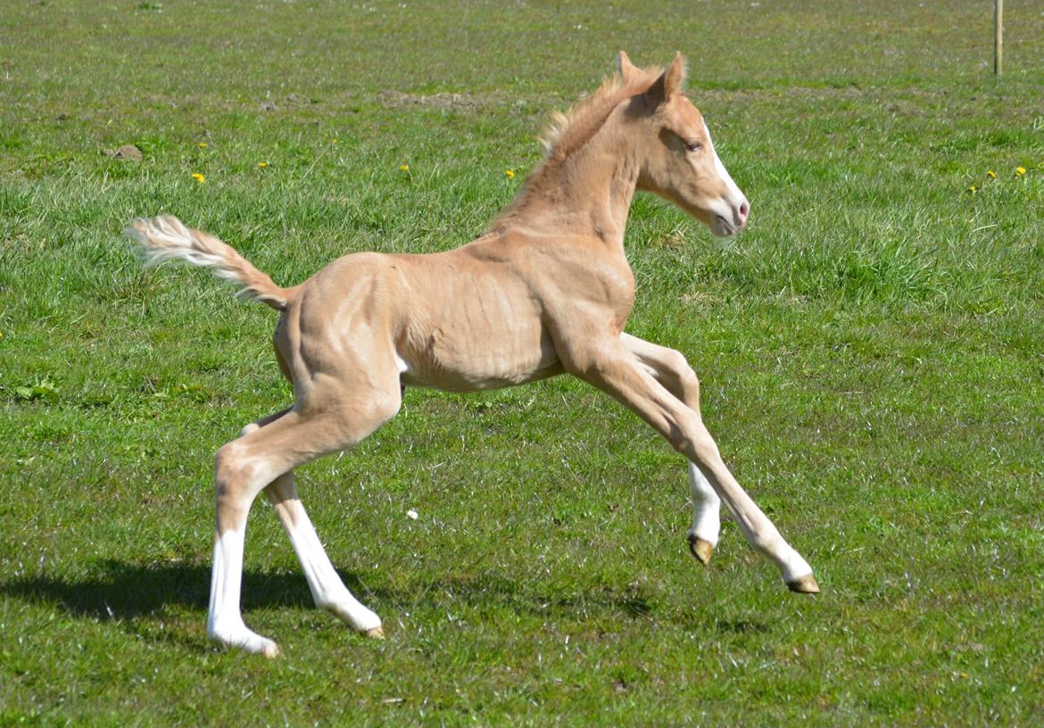 DSP Lykkebo Dirty Dancing billede 2