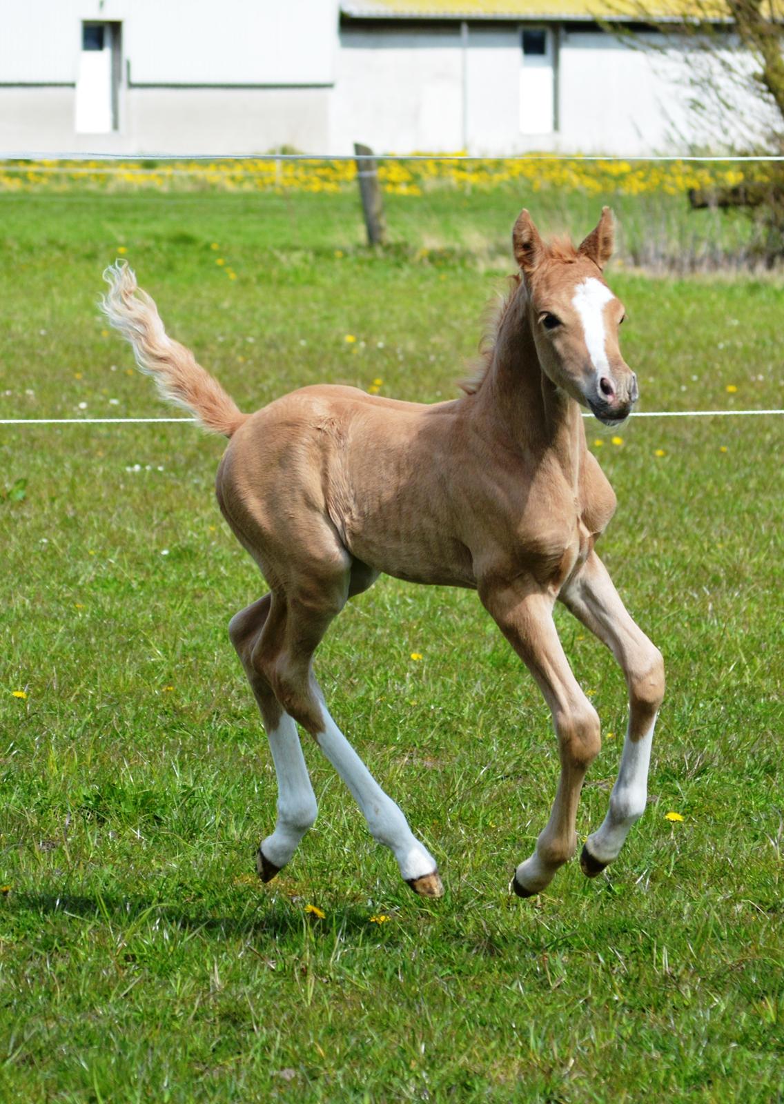 DSP Lykkebo Dirty Dancing billede 3