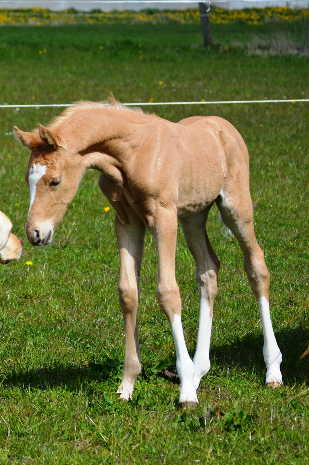 DSP Lykkebo Dirty Dancing billede 4