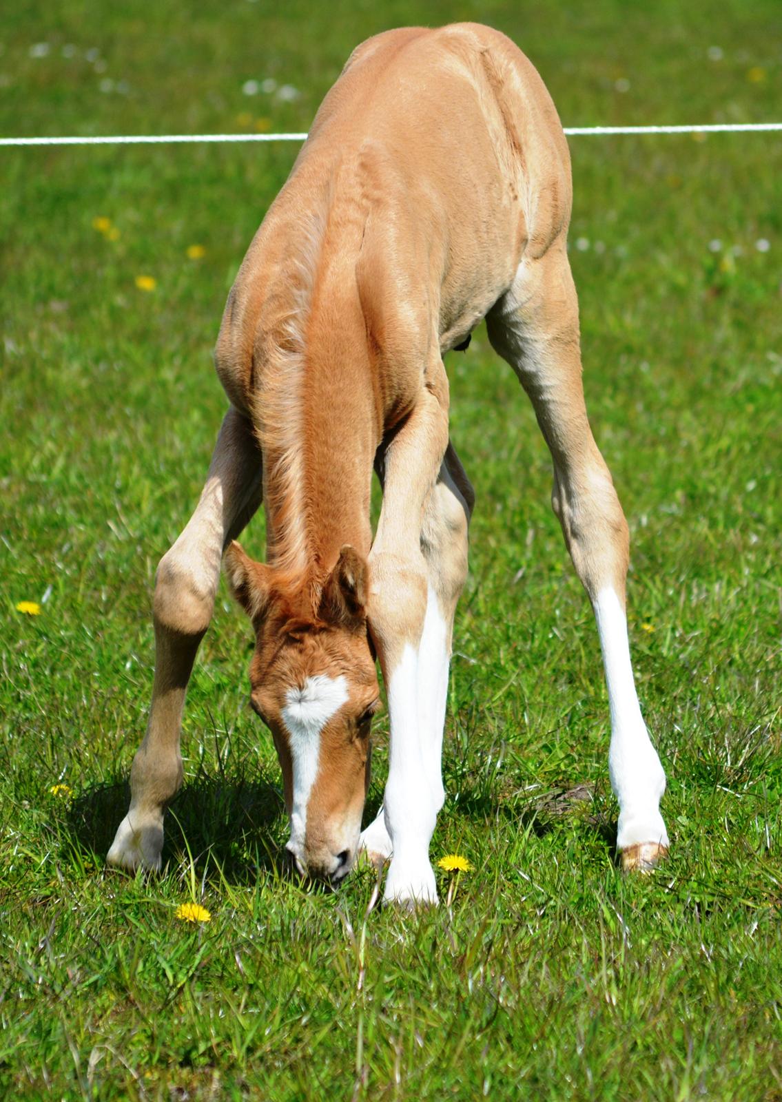 DSP Lykkebo Dirty Dancing billede 5