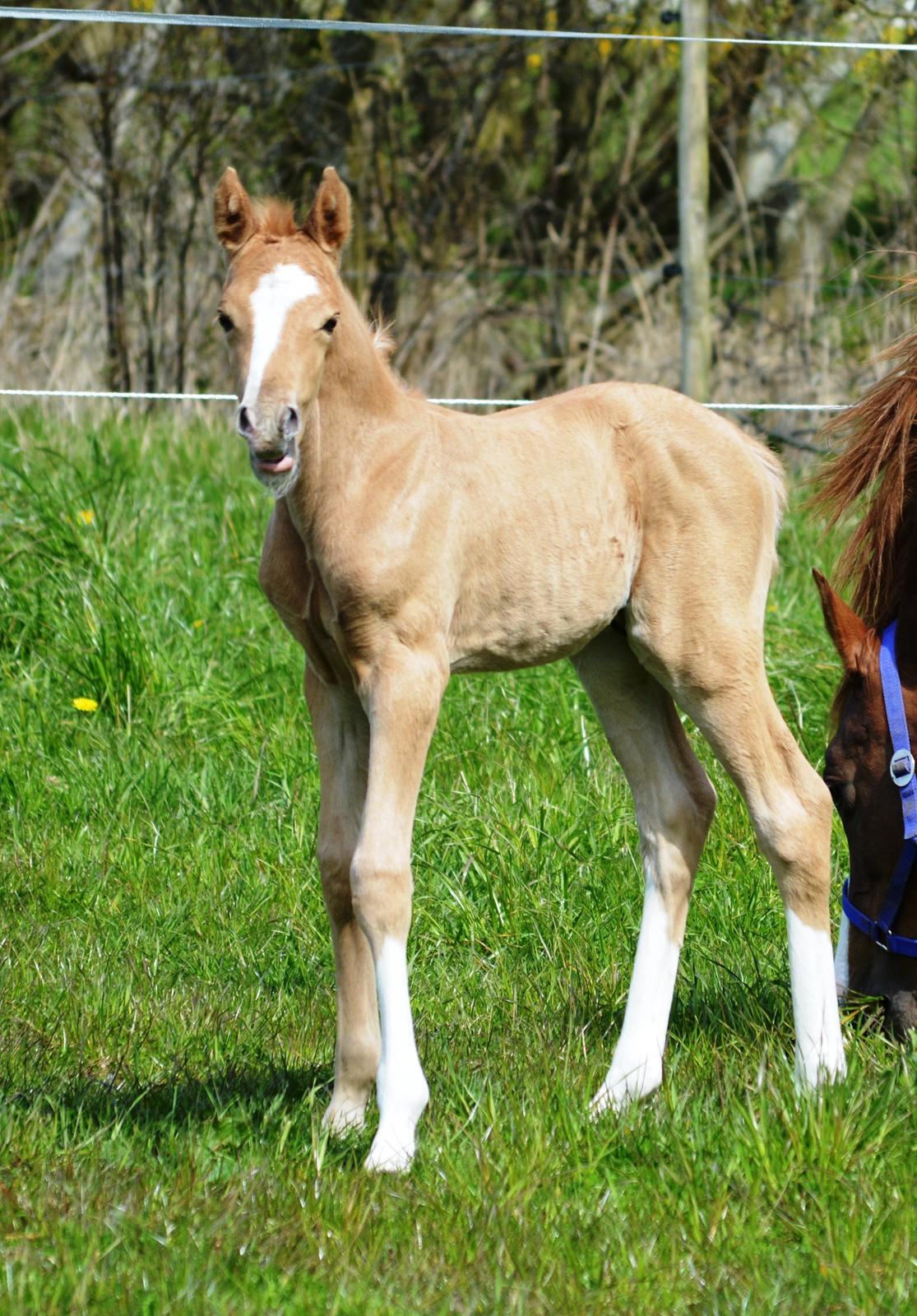 DSP Lykkebo Dirty Dancing billede 10