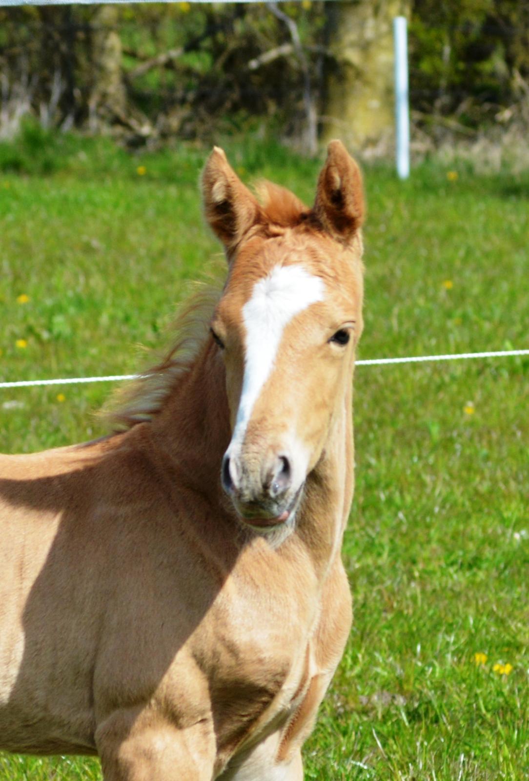 DSP Lykkebo Dirty Dancing billede 11