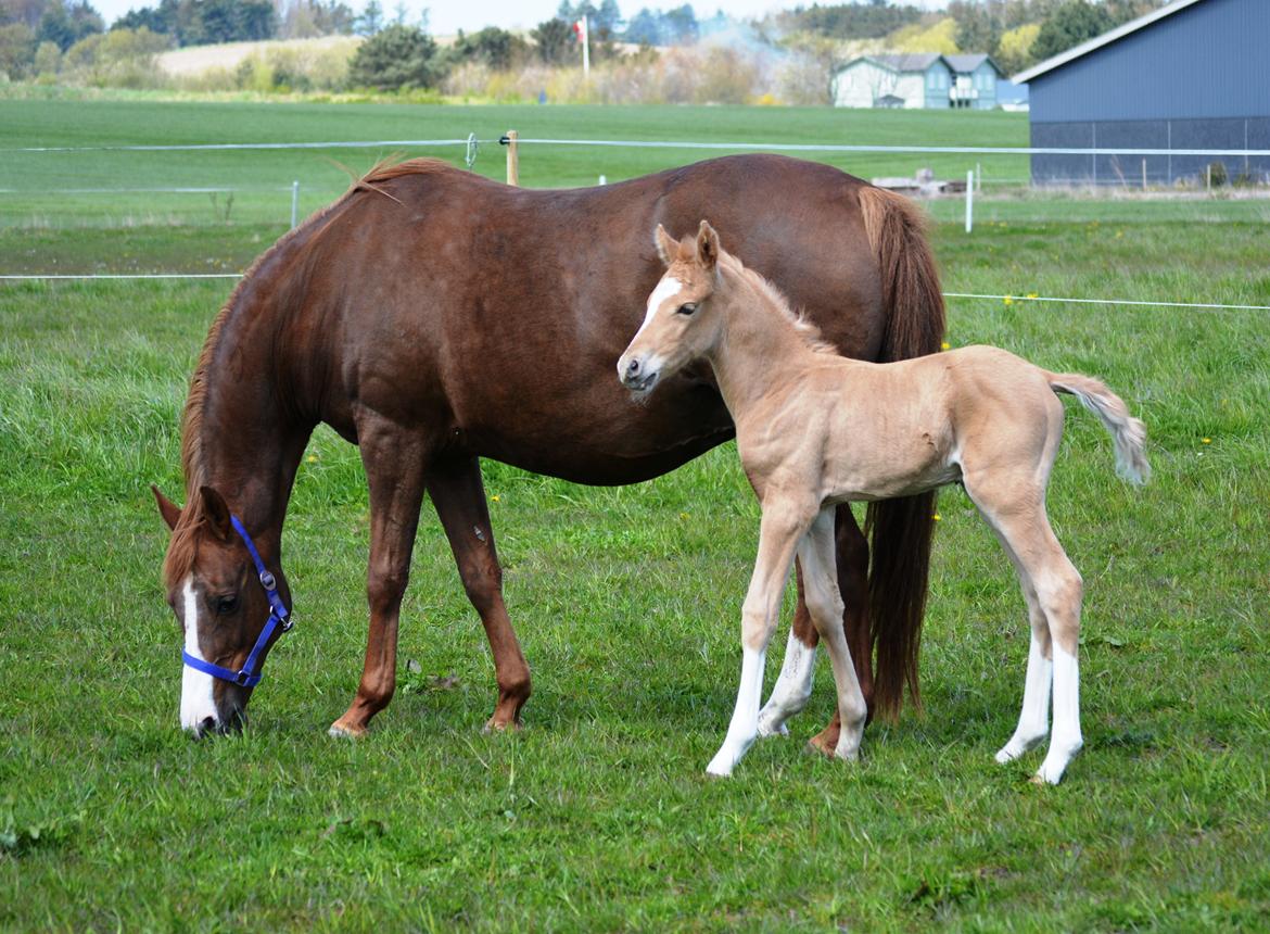 DSP Lykkebo Dirty Dancing billede 6