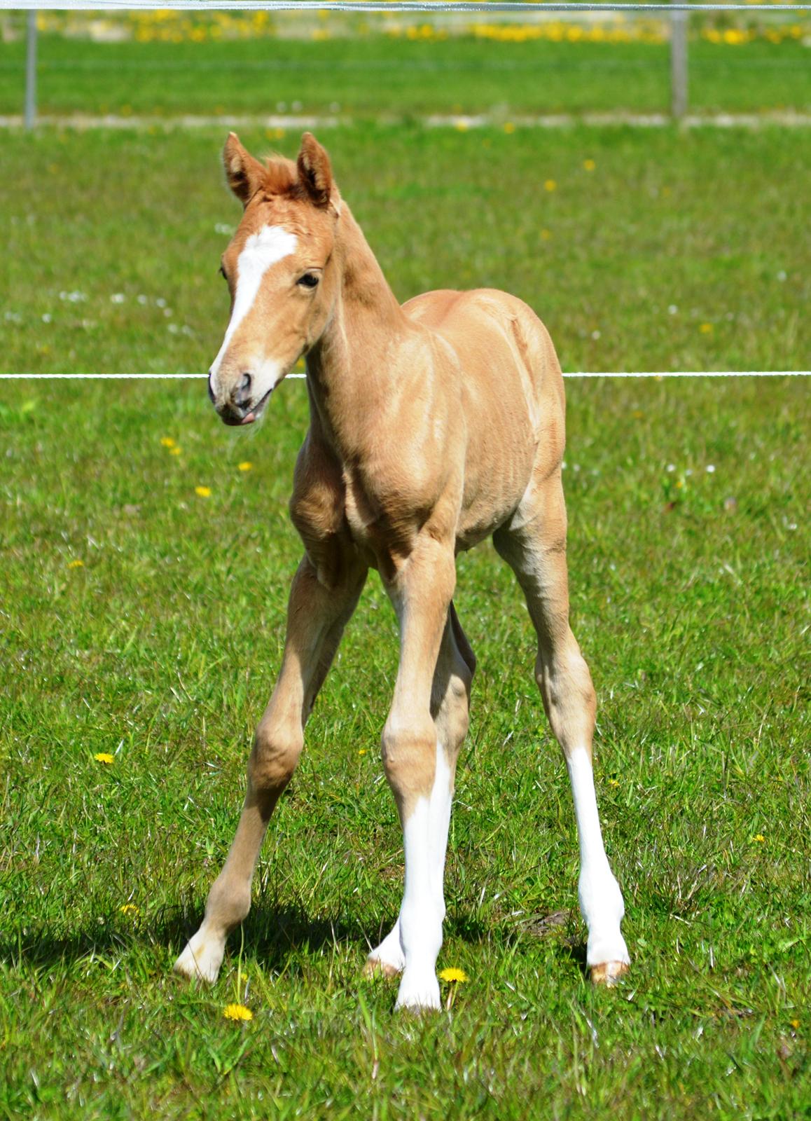 DSP Lykkebo Dirty Dancing billede 7