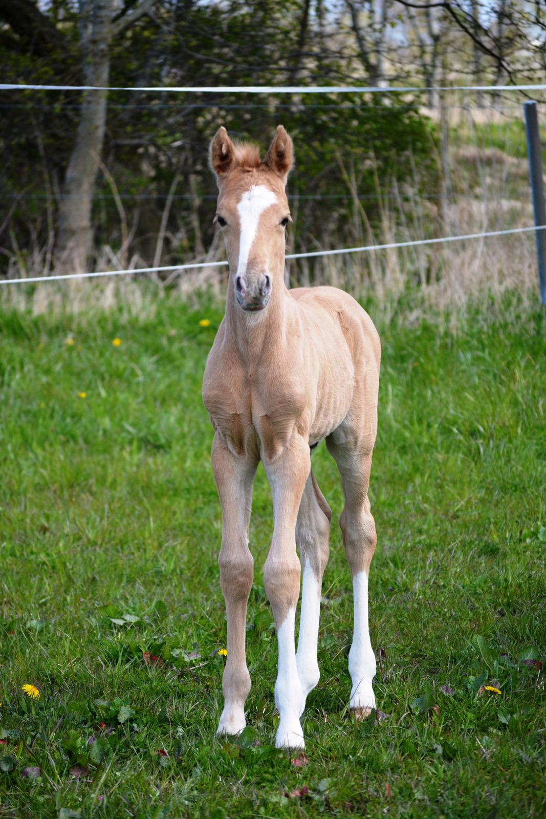 DSP Lykkebo Dirty Dancing billede 8