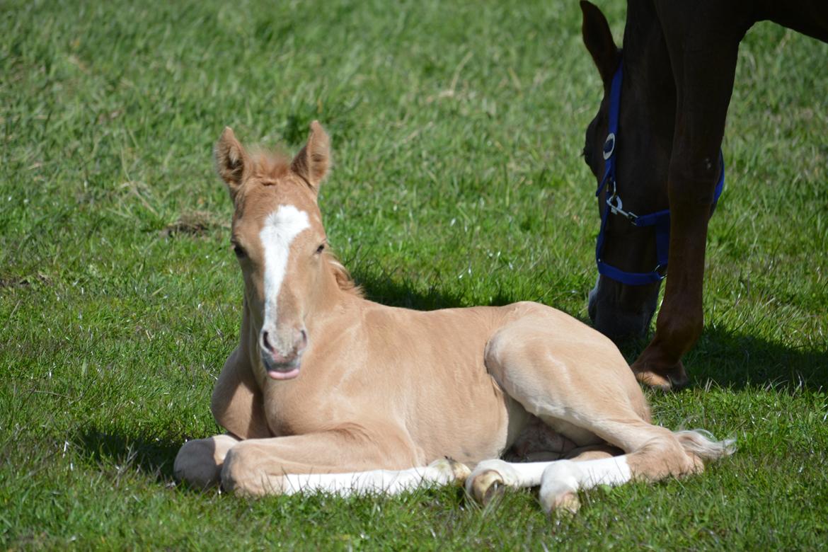 DSP Lykkebo Dirty Dancing billede 9