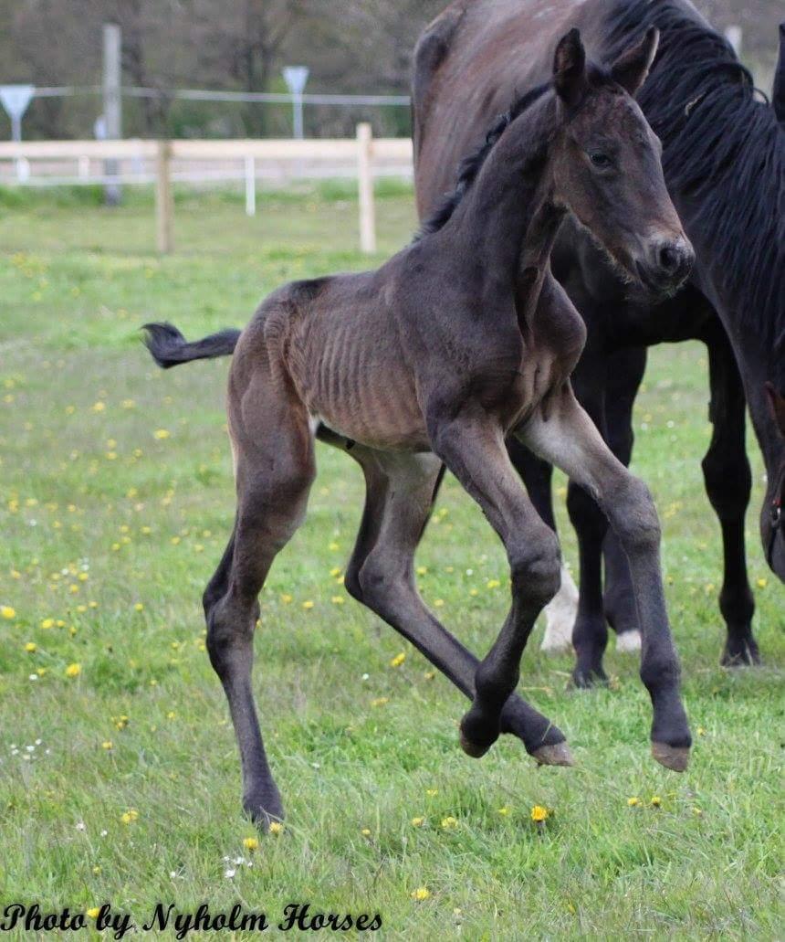 Oldenborg Zilhouette Nyholm billede 1