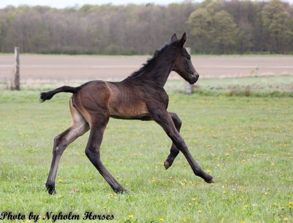 Oldenborg Zilhouette Nyholm billede 3