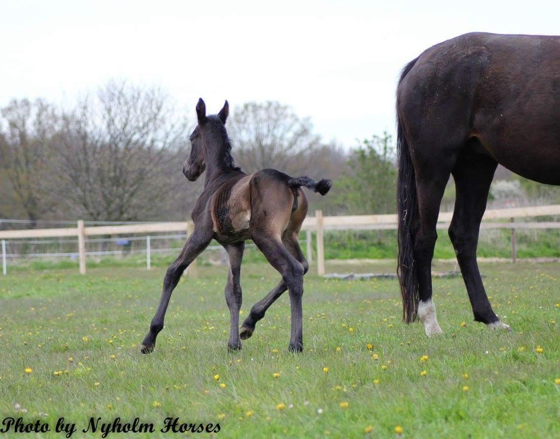 Oldenborg Zilhouette Nyholm billede 4