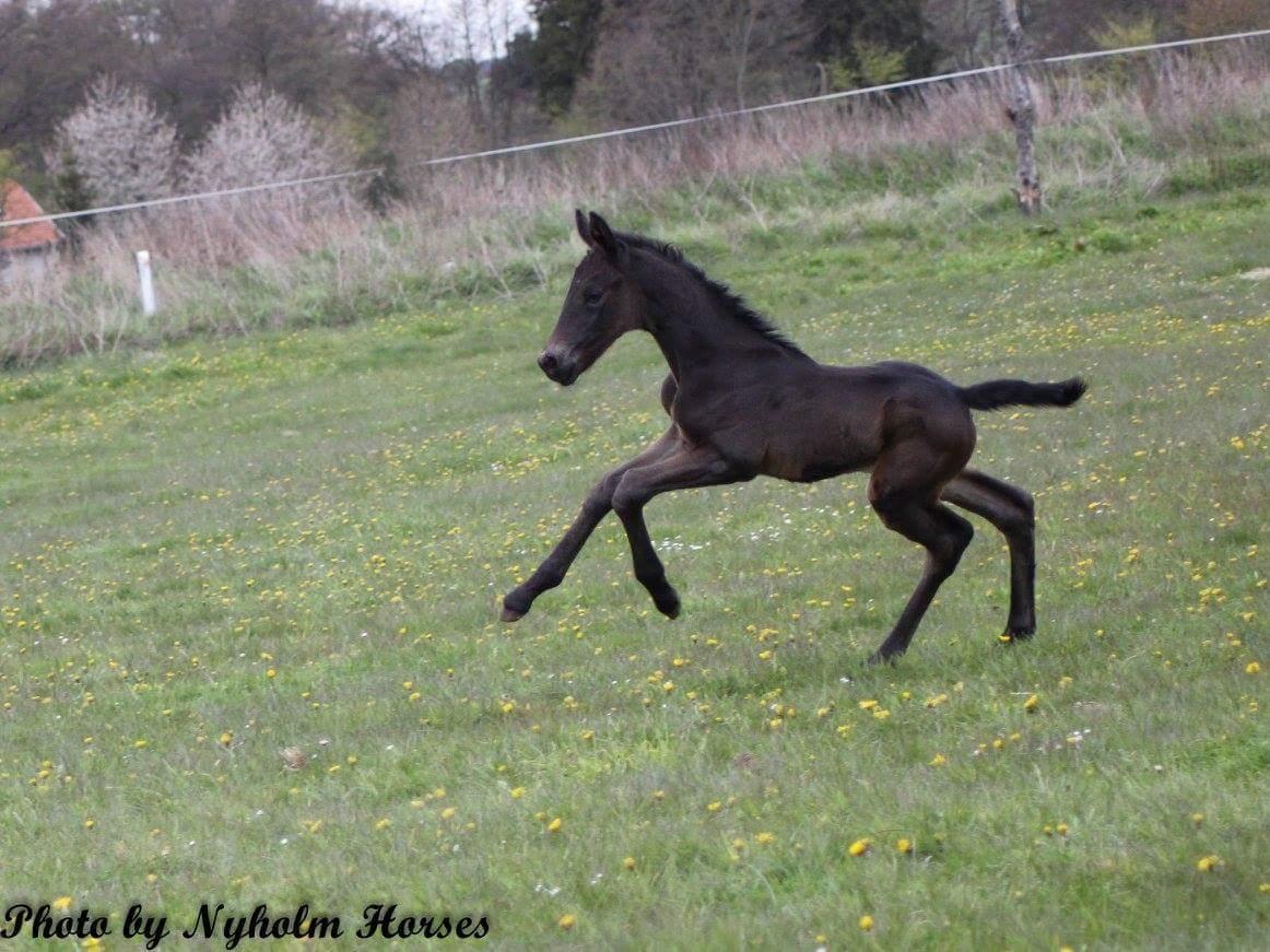 Oldenborg Zilhouette Nyholm billede 5