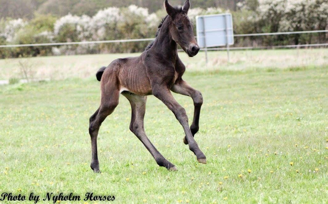 Oldenborg Zilhouette Nyholm billede 6