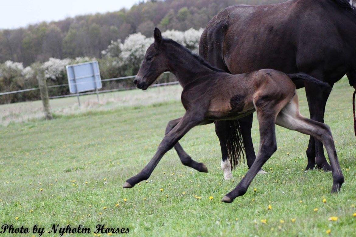 Oldenborg Zilhouette Nyholm billede 7