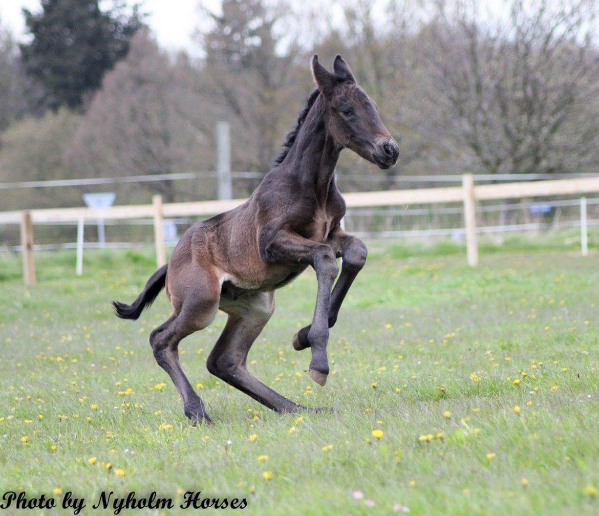 Oldenborg Zilhouette Nyholm billede 8