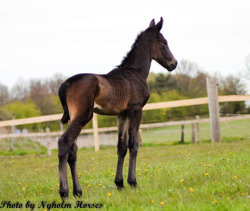 Oldenborg Zilhouette Nyholm billede 9