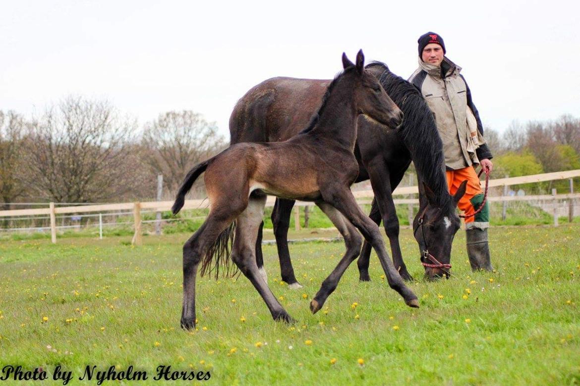 Oldenborg Zilhouette Nyholm billede 10