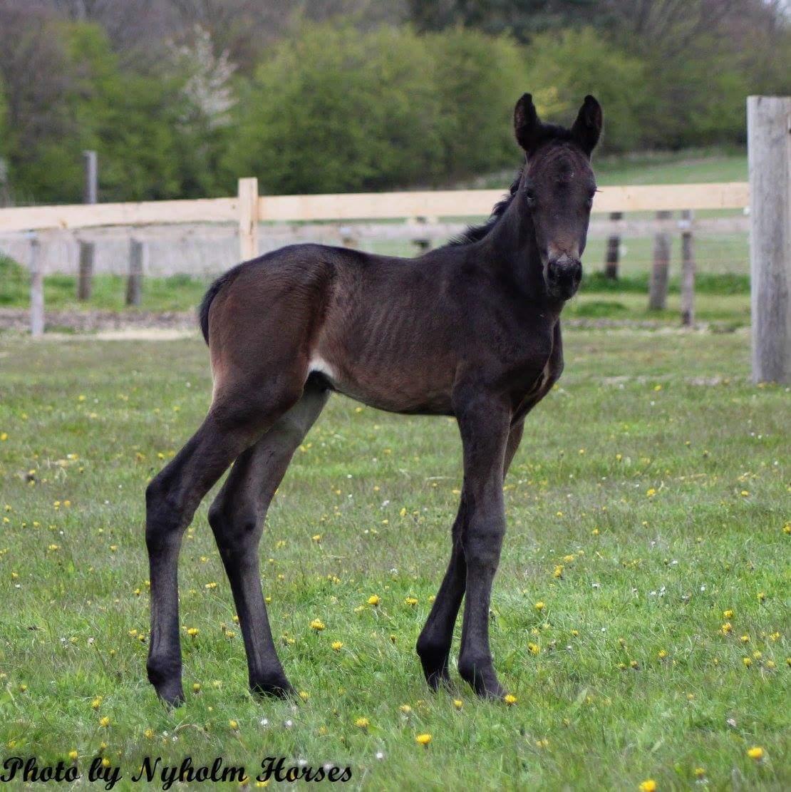 Oldenborg Zilhouette Nyholm billede 11