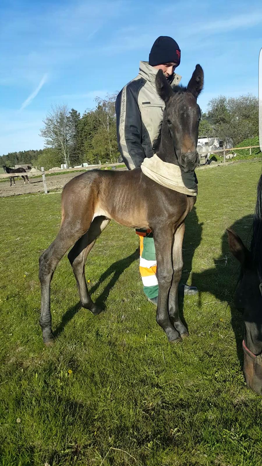 Oldenborg Zilhouette Nyholm billede 12