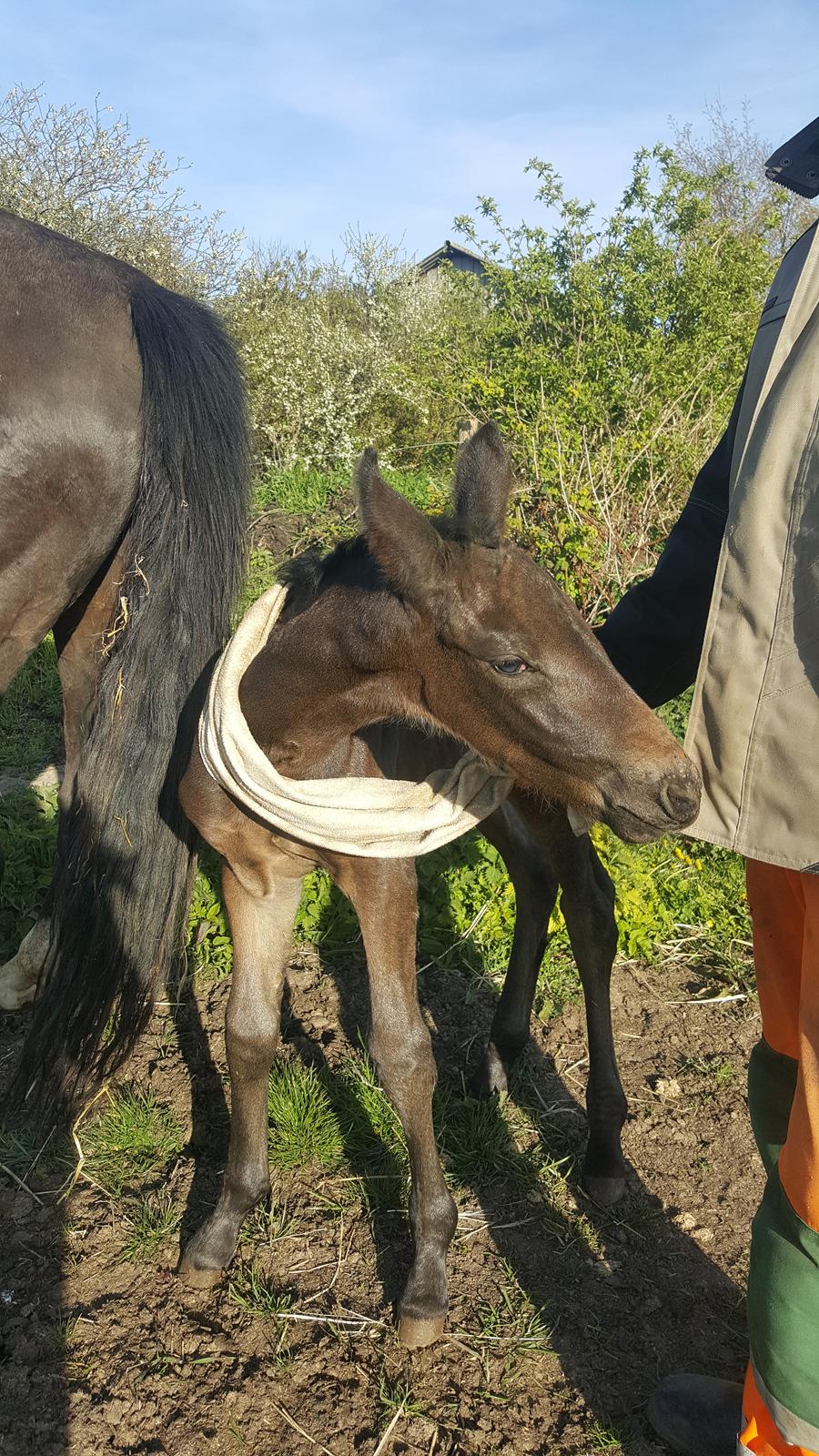 Oldenborg Zilhouette Nyholm billede 14