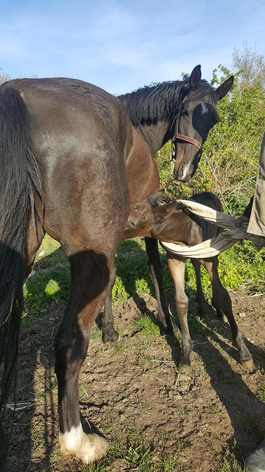 Oldenborg Zilhouette Nyholm billede 13