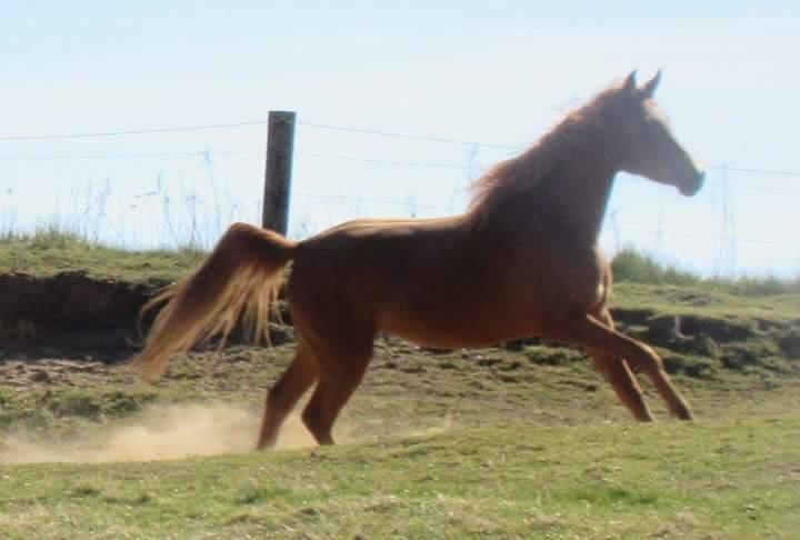 Arabisk fuldblod (OX) Emira bint Gharib ox *SOLGT* billede 34