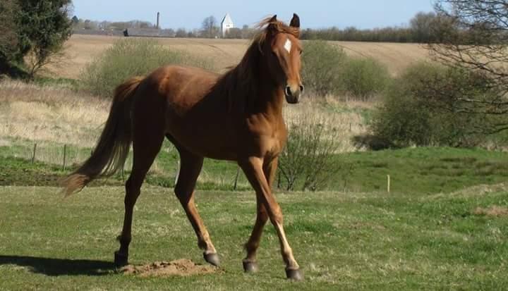 Arabisk fuldblod (OX) Emira bint Gharib ox *SOLGT* billede 35