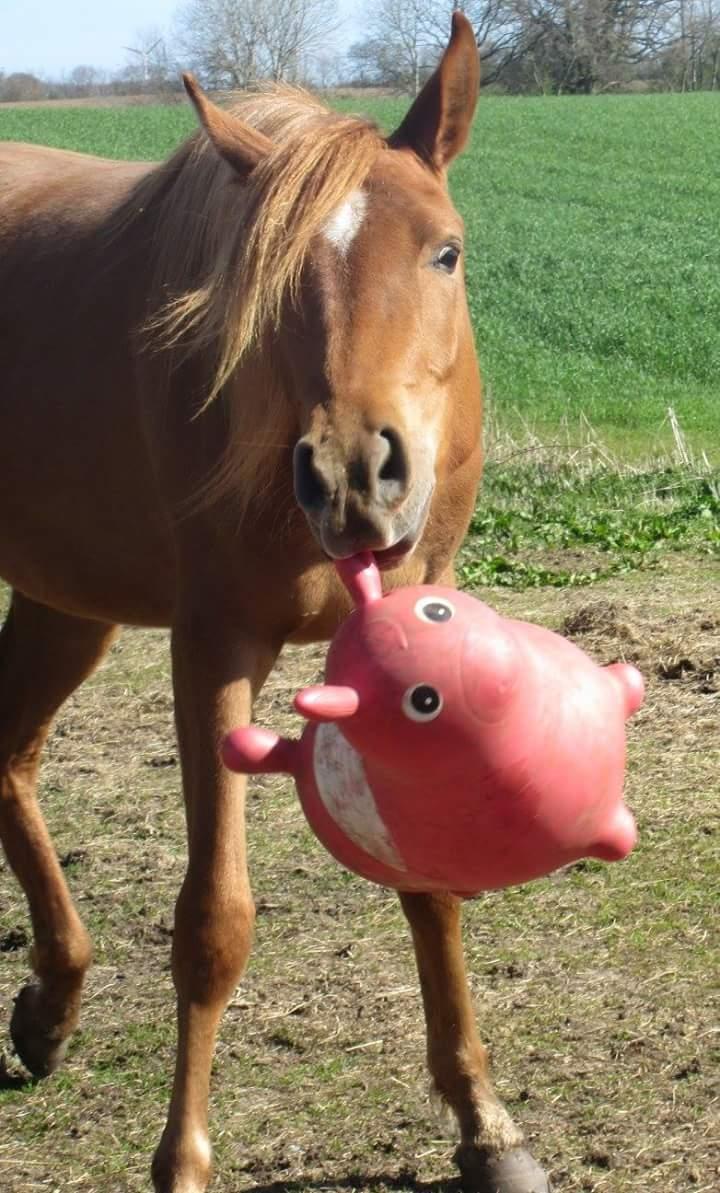 Arabisk fuldblod (OX) Emira bint Gharib ox *SOLGT* billede 36