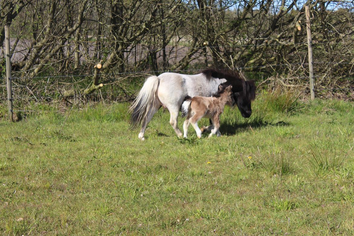 Shetlænder Veldt's Walando - D.5 maj 2017 første gang han er ude billede 12