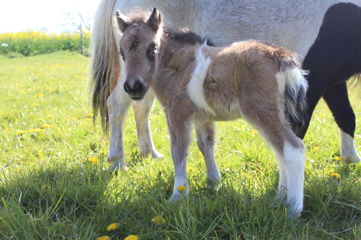 Shetlænder Veldt's Walando - D.5 maj 2017 første gang han er ude billede 10