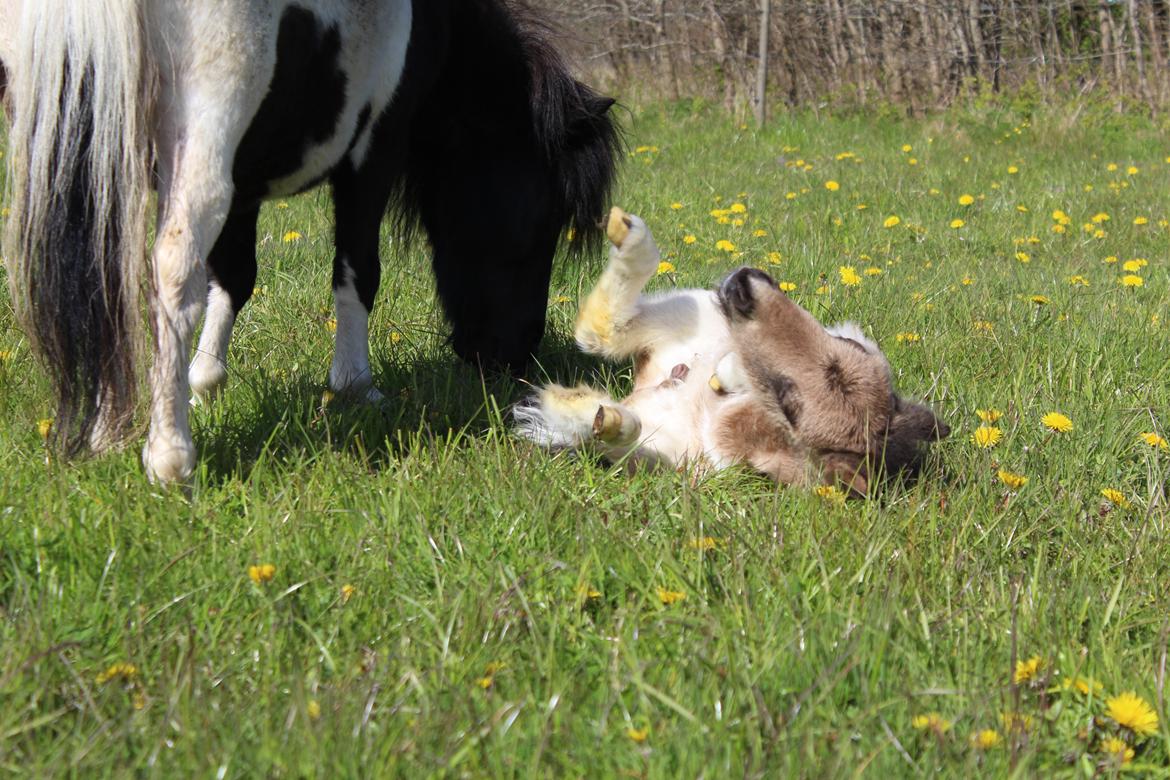 Shetlænder Veldt's Walando - D.5 maj 2017 første gang han er ude billede 13