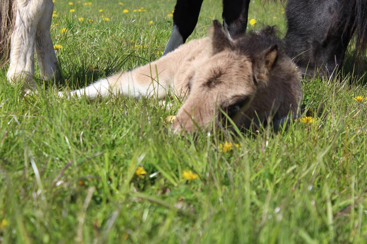 Shetlænder Veldt's Walando - D.5 maj 2017 første gang han er ude billede 14