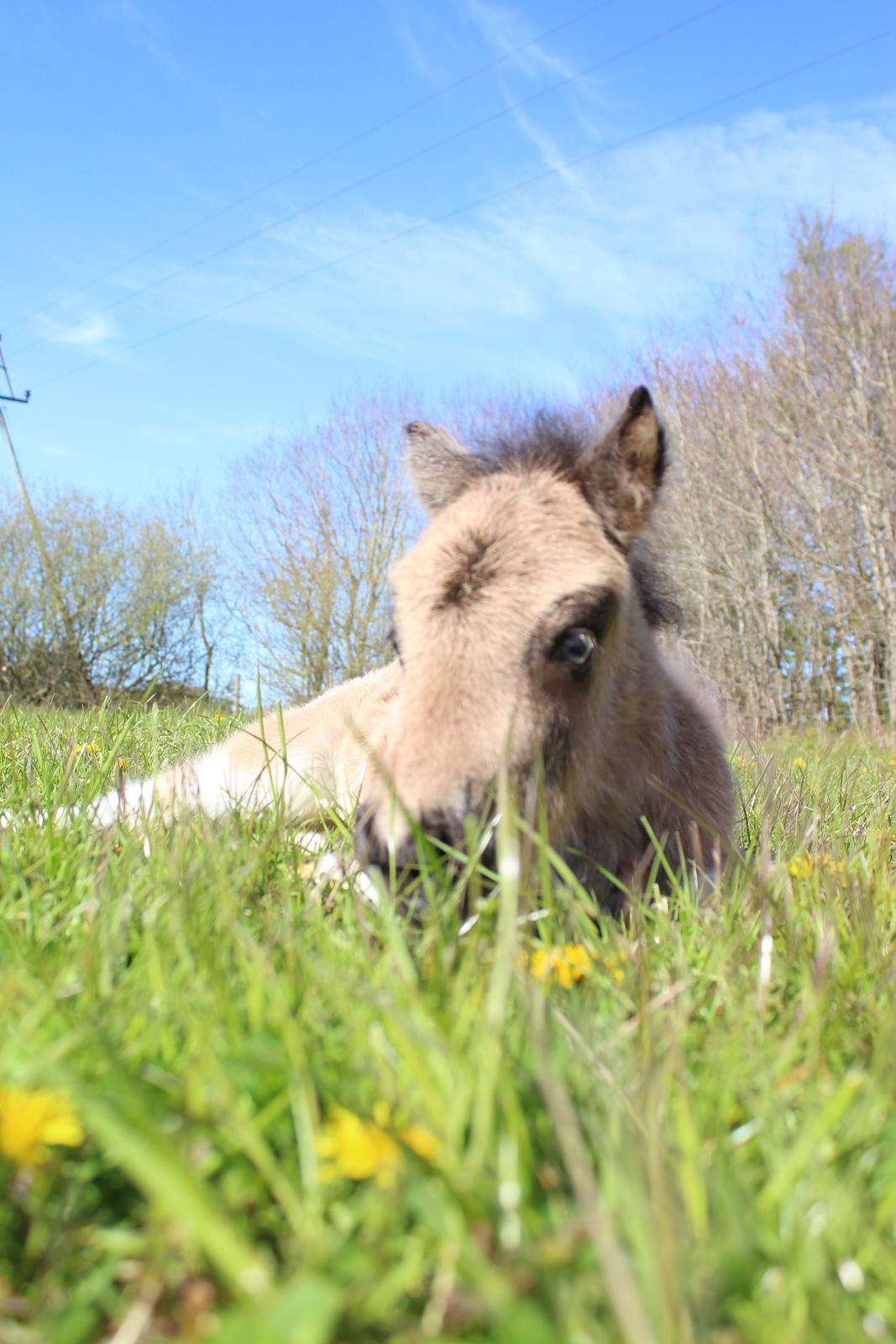 Shetlænder Veldt's Walando - D.5 maj 2017 første gang han er ude billede 15