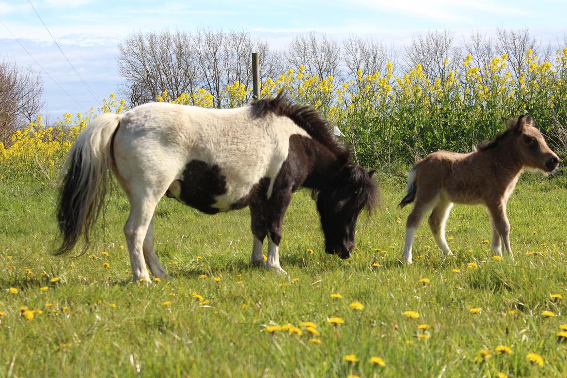 Shetlænder Veldt's Walando - D.5 maj 2017 første gang han er ude billede 16