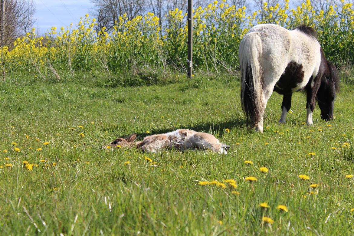 Shetlænder Veldt's Walando - D.5 maj 2017 første gang han er ude billede 17