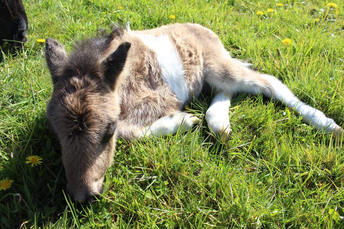 Shetlænder Veldt's Walando - D.5 maj 2017 første gang han er ude billede 18