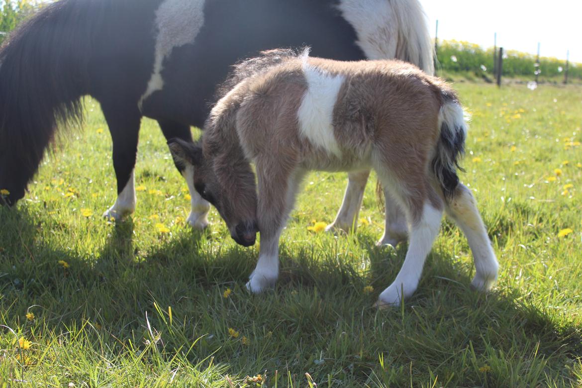 Shetlænder Veldt's Walando - D.5 maj 2017 første gang han er ude billede 19
