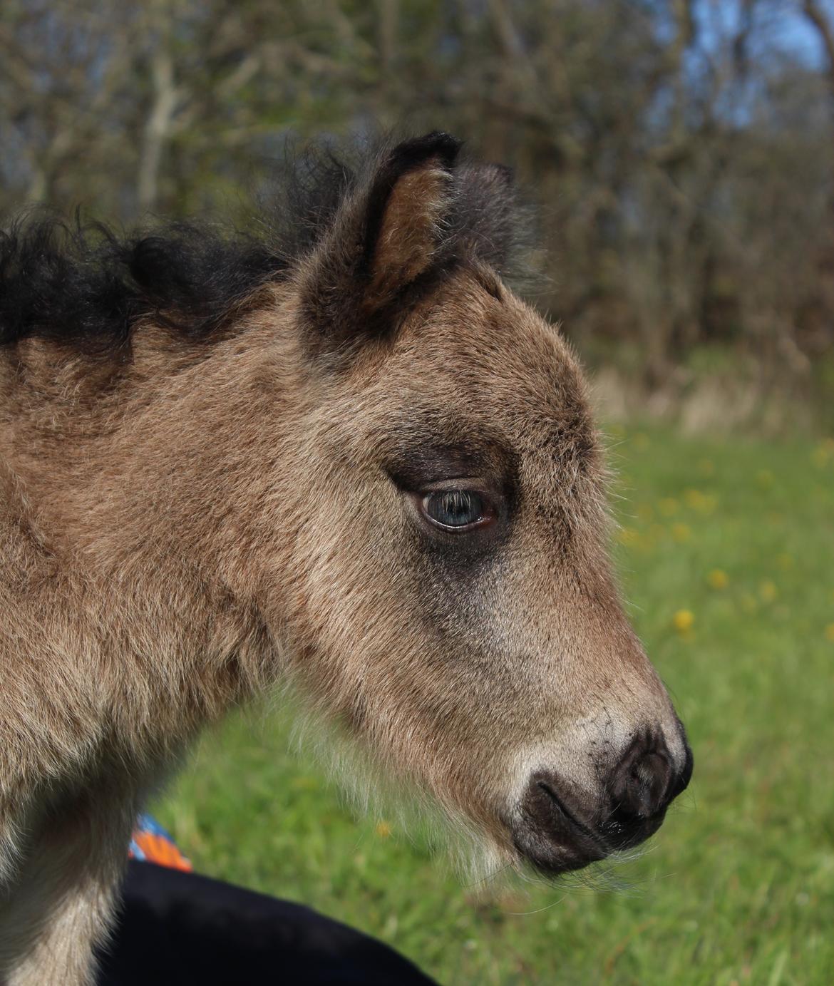 Shetlænder Veldt's Walando - D.5 maj 2017 første gang han er ude billede 11