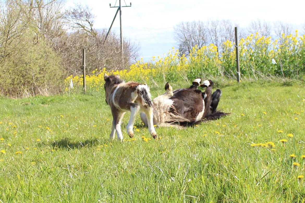 Shetlænder Veldt's Walando billede 20