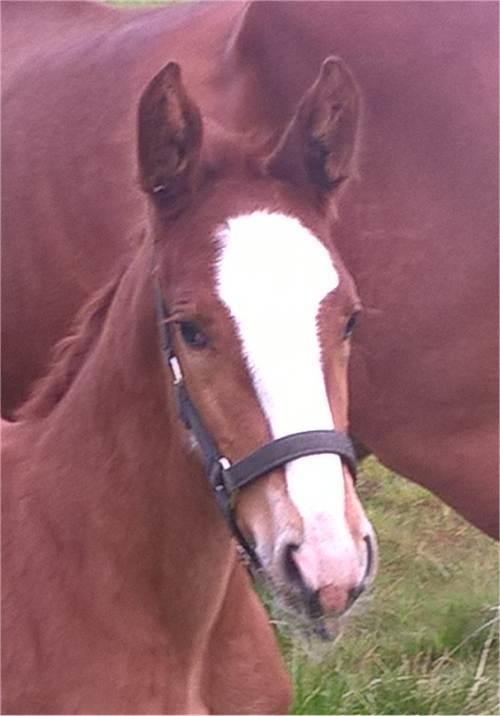 Frederiksborg Vivaldi´s £ billede 1