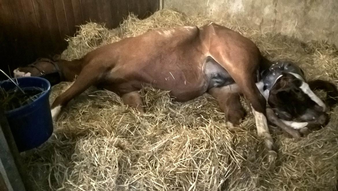 Frederiksborg Vivaldi´s £ billede 2