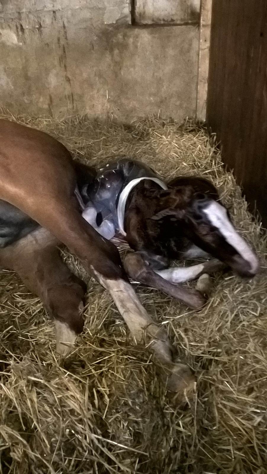 Frederiksborg Vivaldi´s £ billede 3