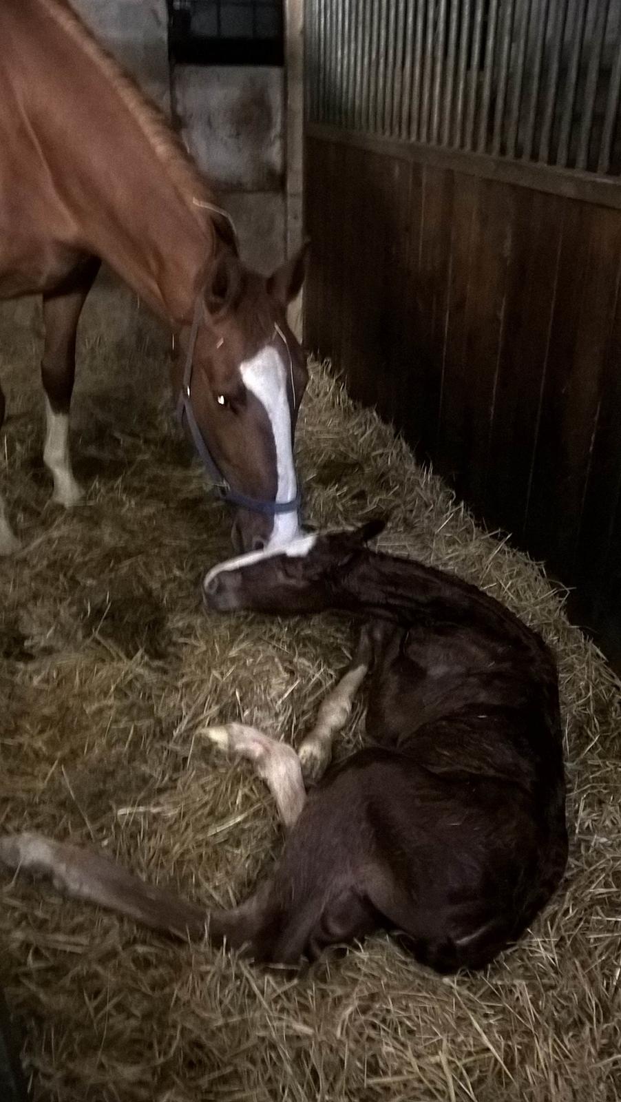 Frederiksborg Vivaldi´s £ billede 4