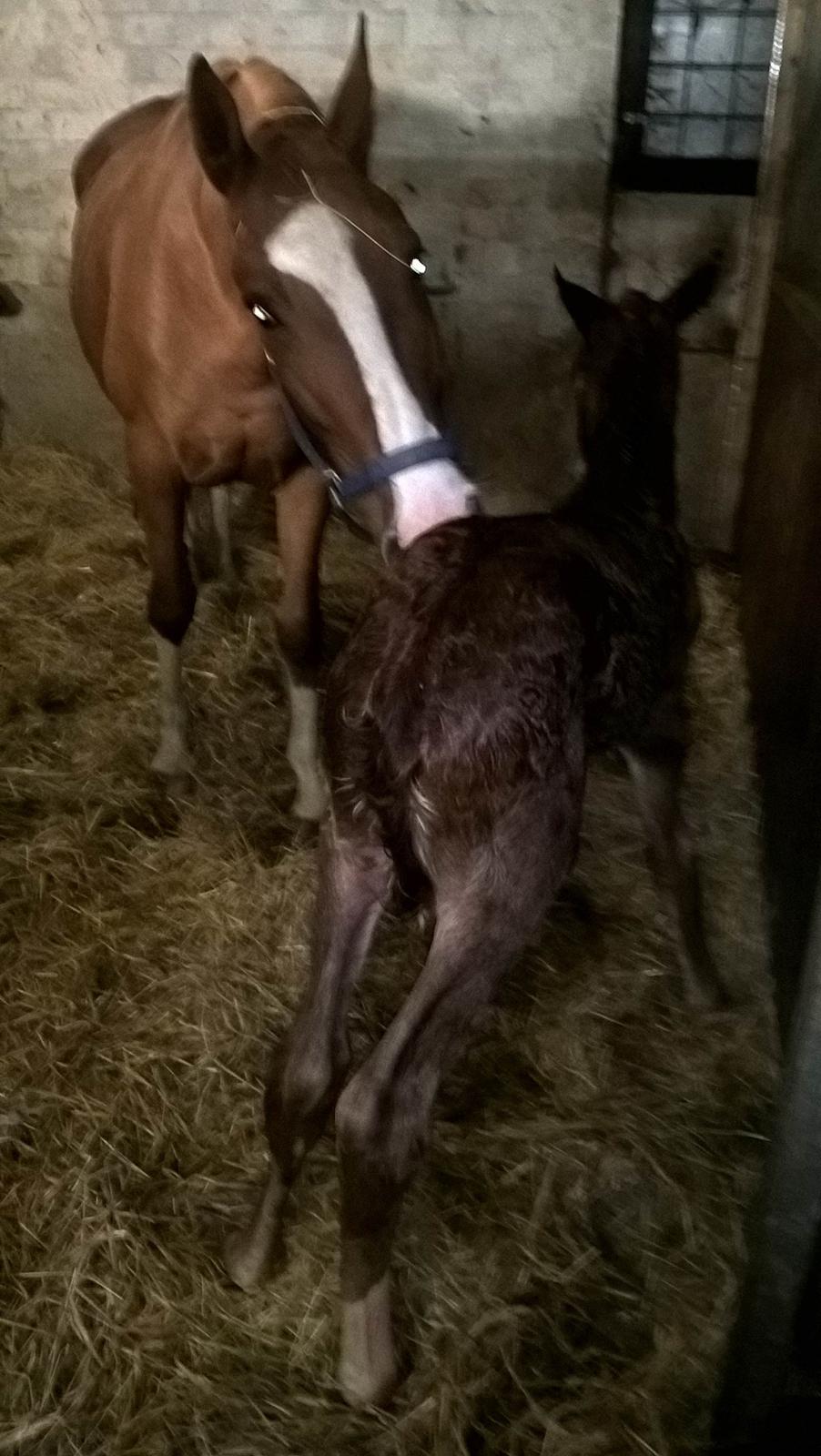 Frederiksborg Vivaldi´s £ billede 5