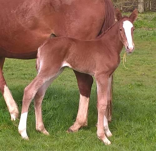 Frederiksborg Vivaldi´s £ billede 7