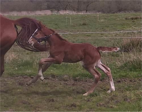 Frederiksborg Vivaldi´s £ billede 8