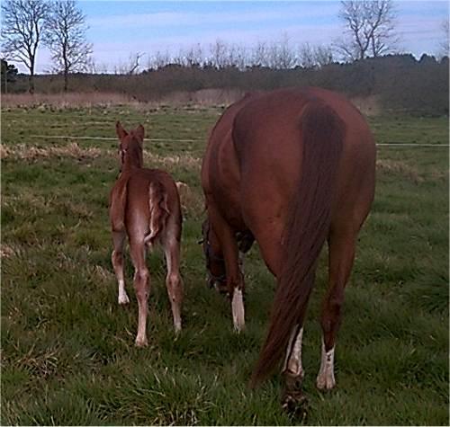 Frederiksborg Vivaldi´s £ billede 9