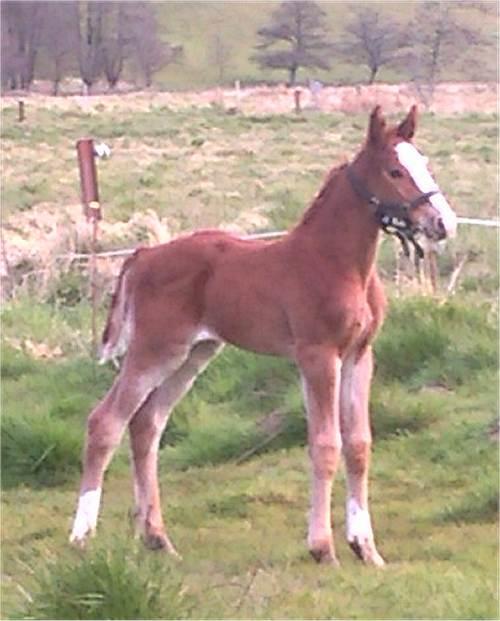 Frederiksborg Vivaldi´s £ billede 11