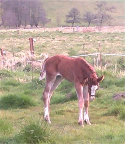 Frederiksborg Vivaldi´s £ billede 12