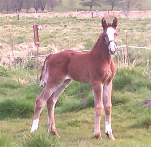 Frederiksborg Vivaldi´s £ billede 13