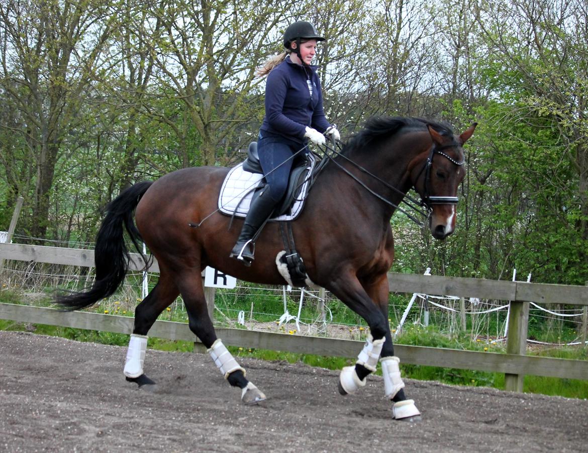 Tysk Oldenburger Sienna Bastbjerg billede 30